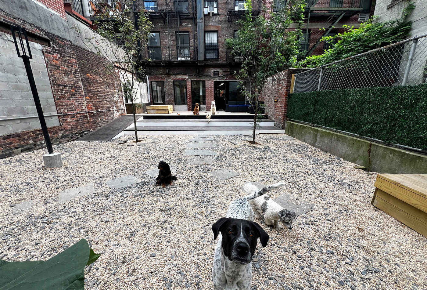 Gravel garden courtyard at DOGMA Garden with dogs walking about