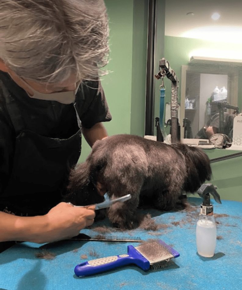 DOGMA groomer brushing a black fluffy dog on the grooming table