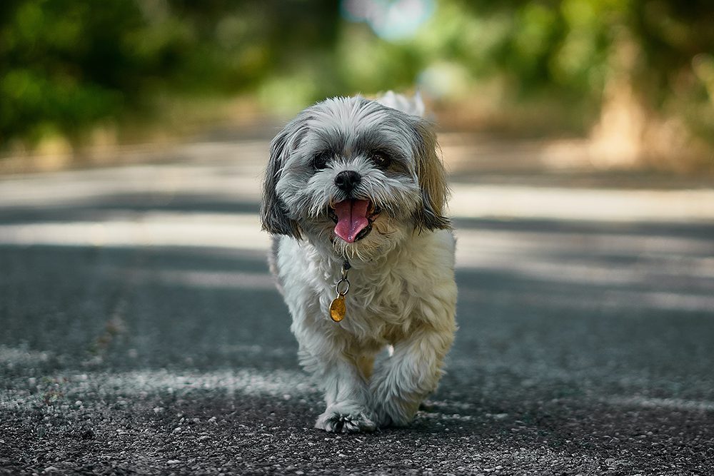 Small Shih Tzu trotting along a path