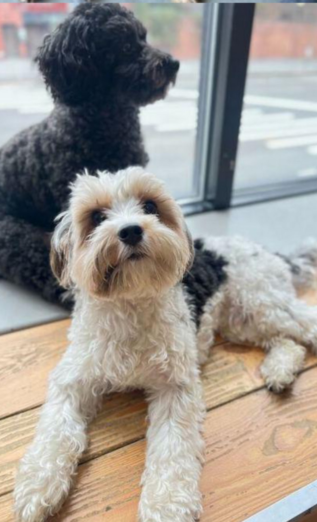 Dog happily receiving treats on a window ledge