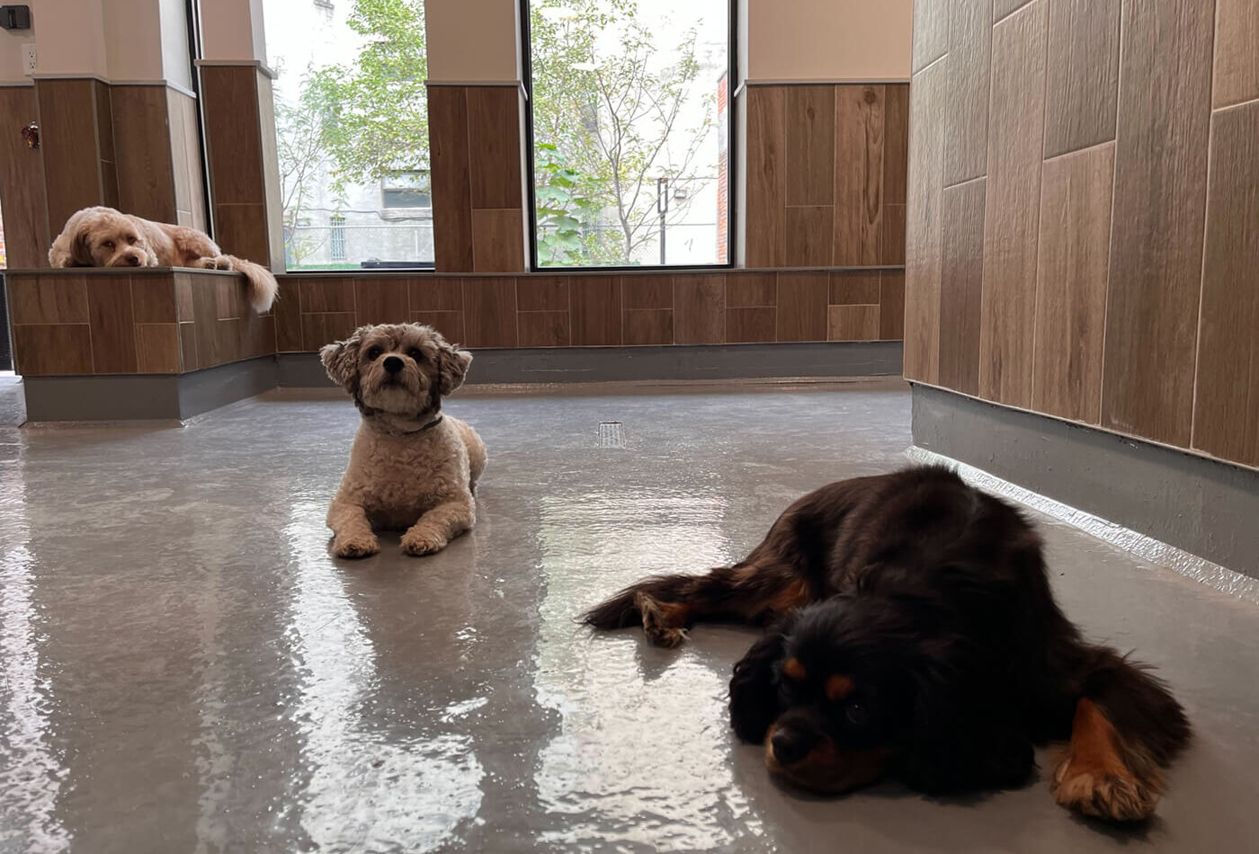 Interior of the DOGMA grooming and spa room with three small dogs