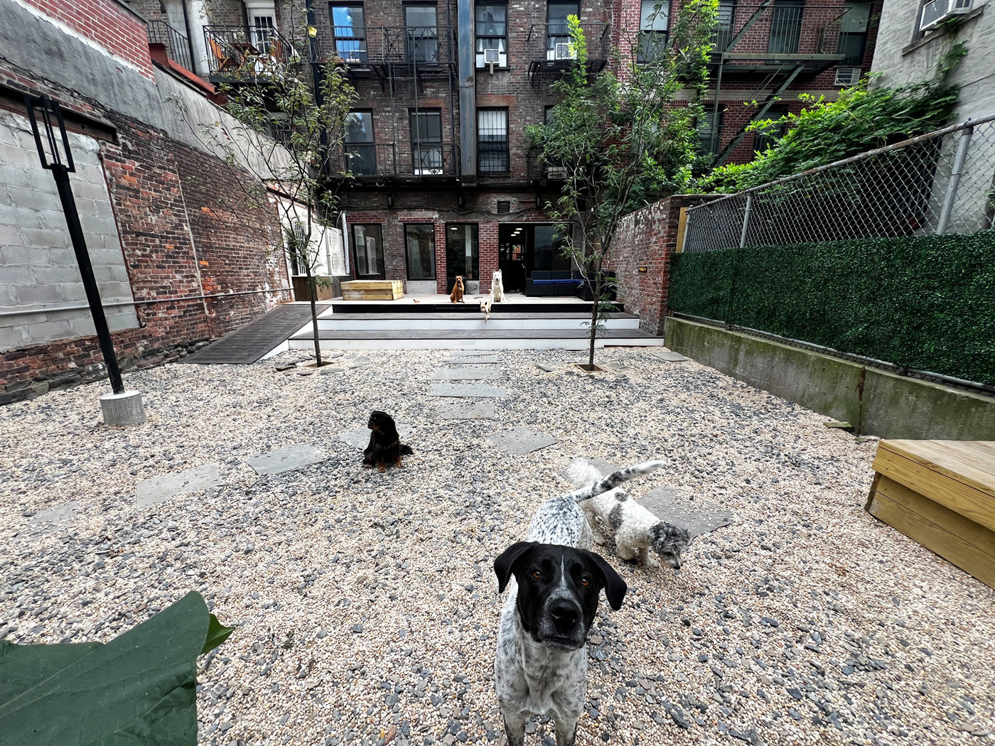 Dogs milling about the gravel garden courtyard at DOGMA Garden