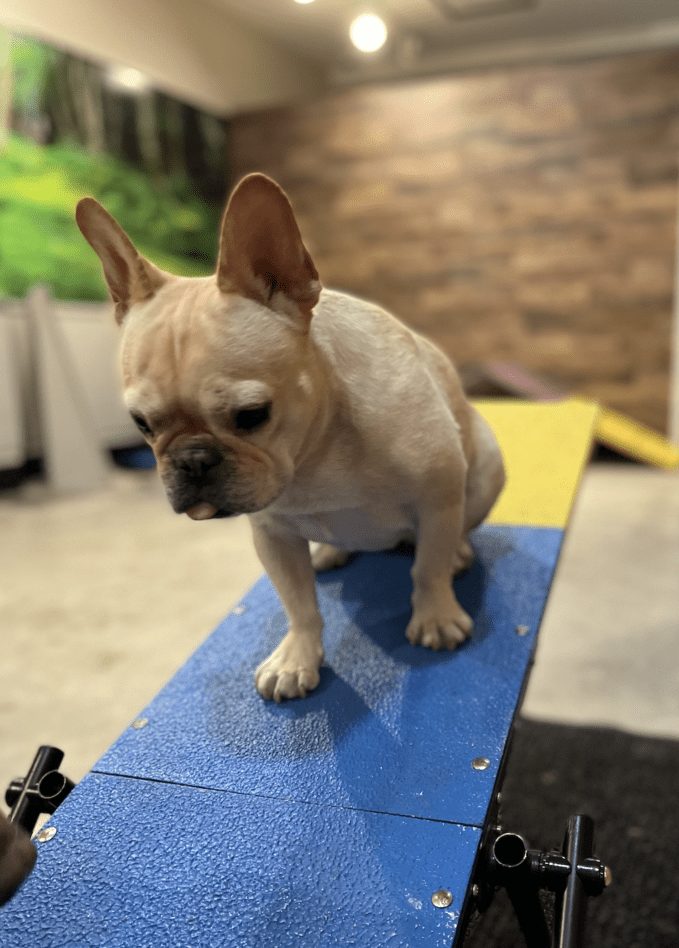 Cream French Bulldog puppy climbing a blue agility ramp in the DOGMA training room
