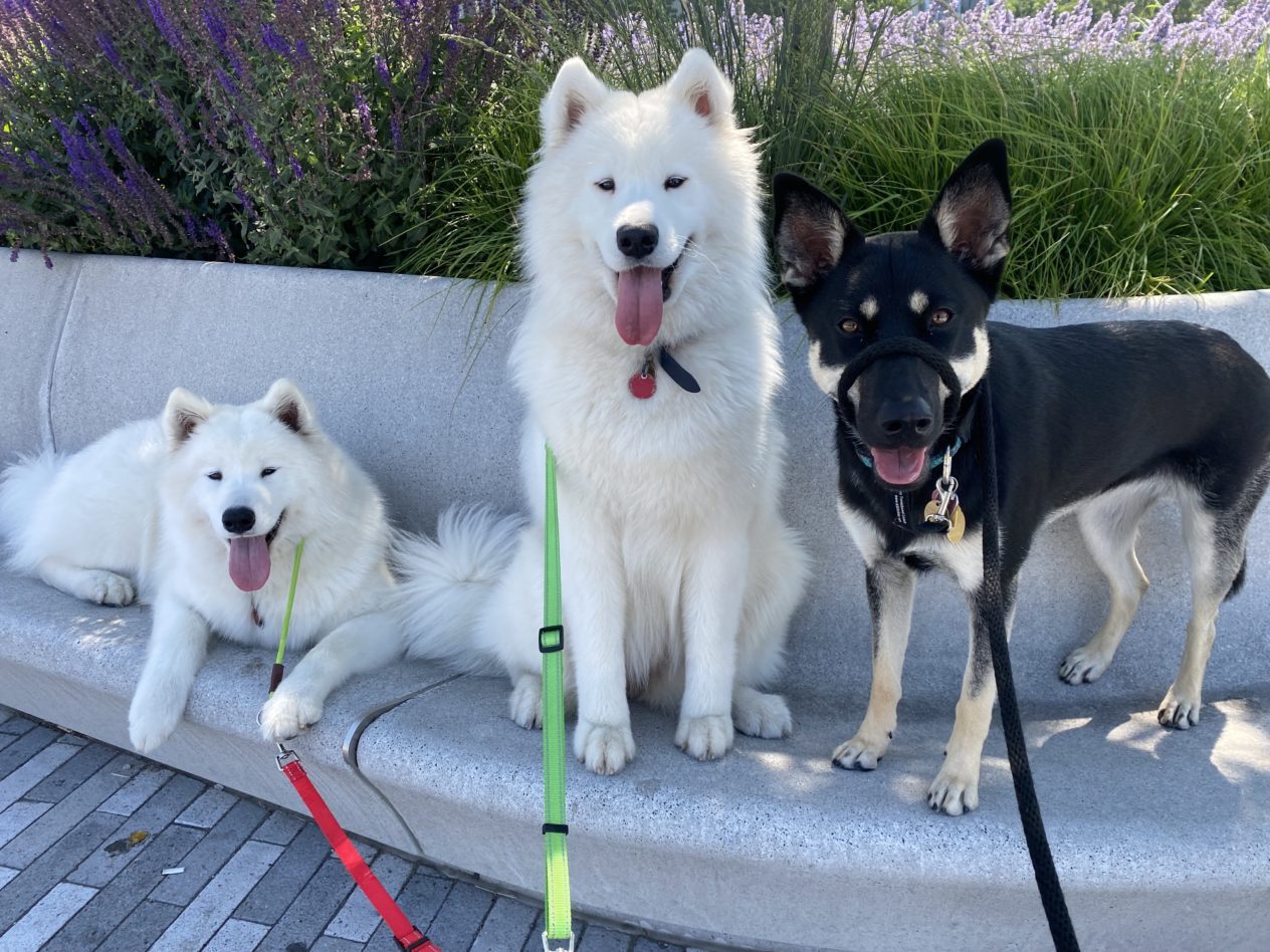 Two Samoyeds and a black mixed-breed dog sitting on a stone bench outdoors