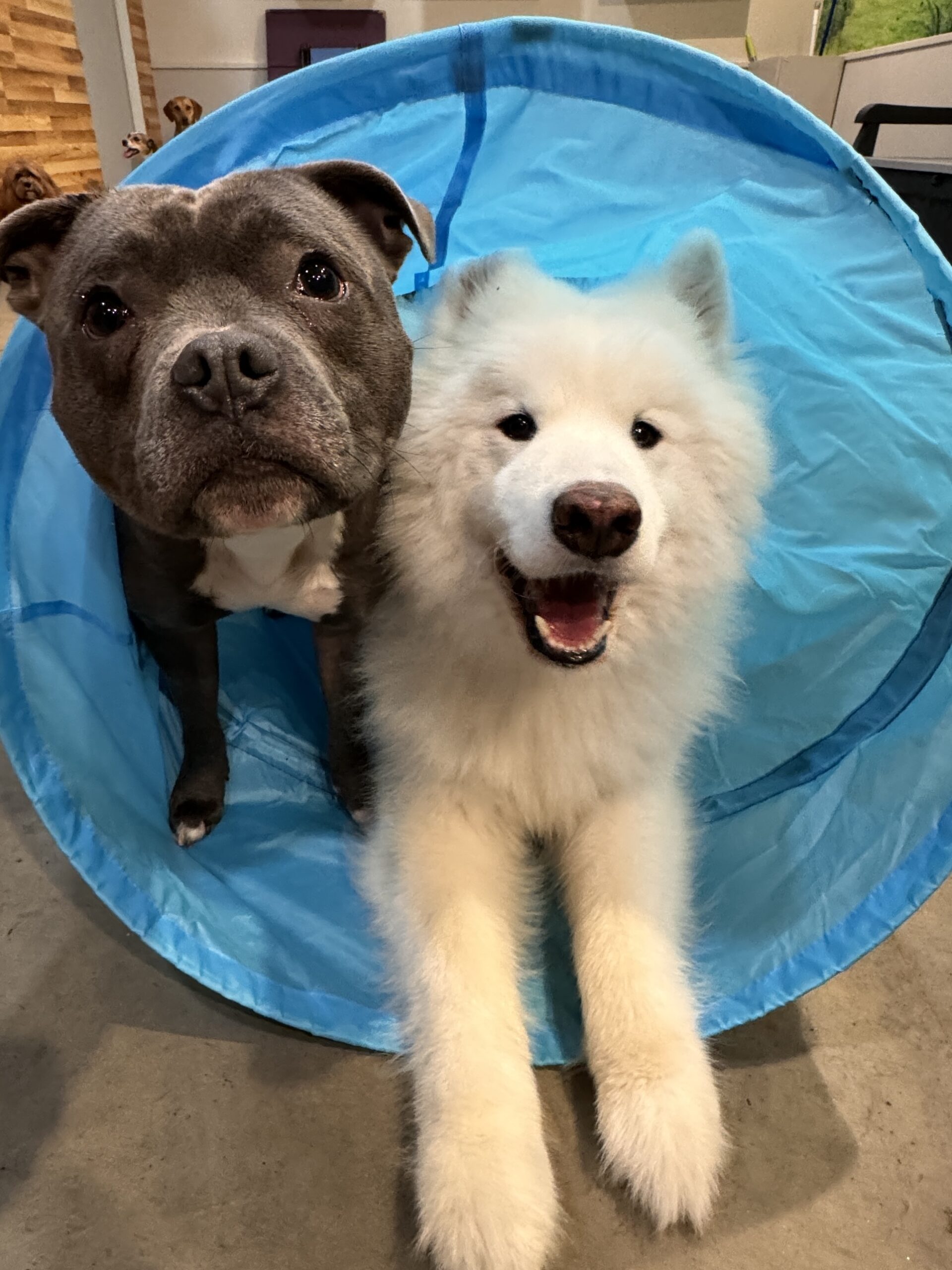 Staffy and Samoyed puppy peeking out of an agility tunnel