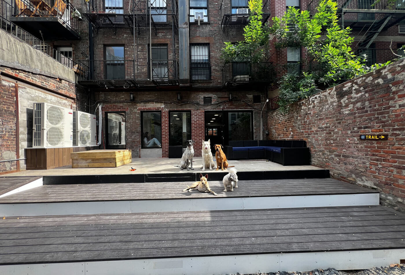 Five dogs posed on the wooden deck of the DOGMA Garden yard