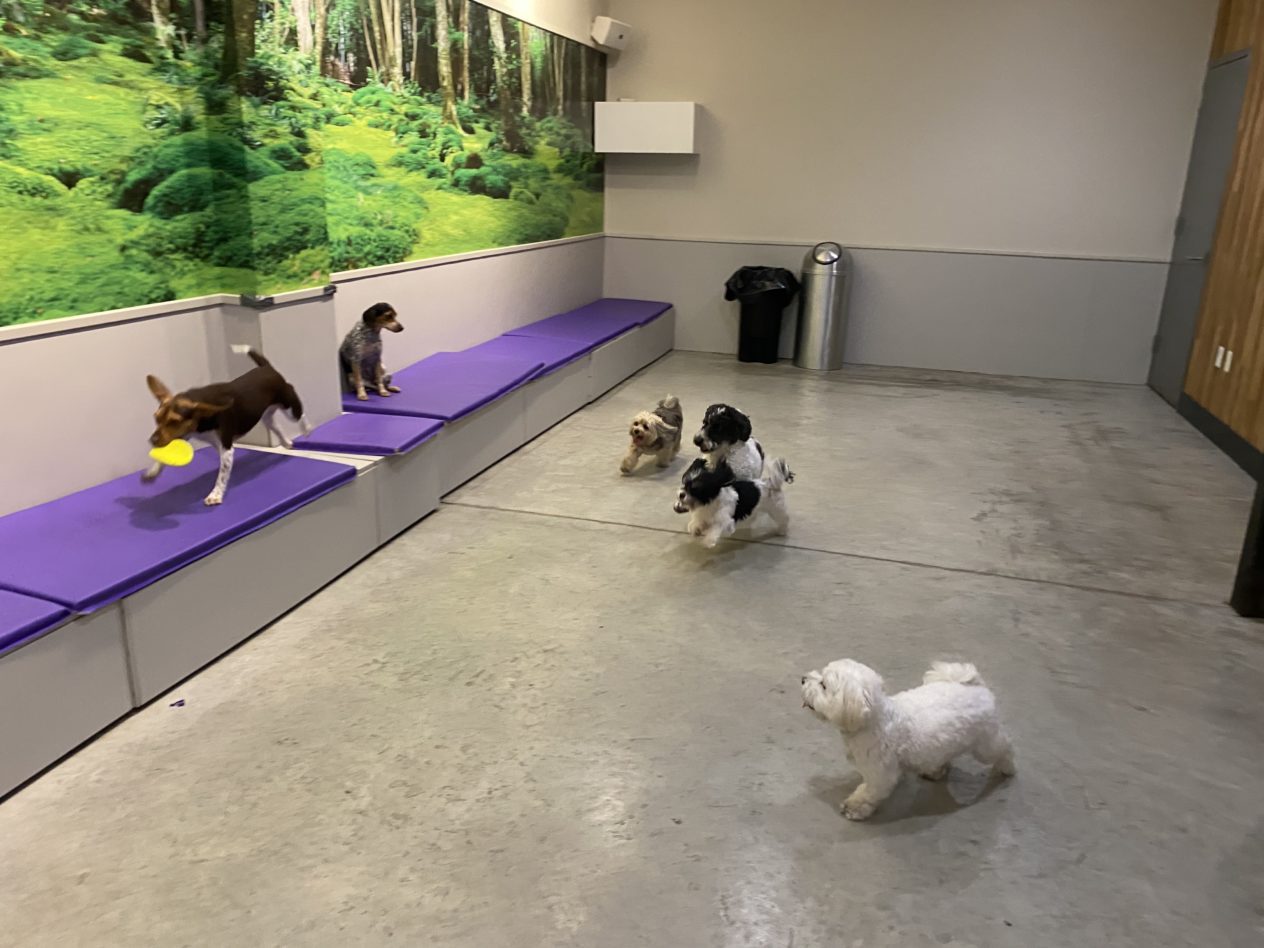 Small dogs playing in the forest-mural room, one leaping for a frisbee