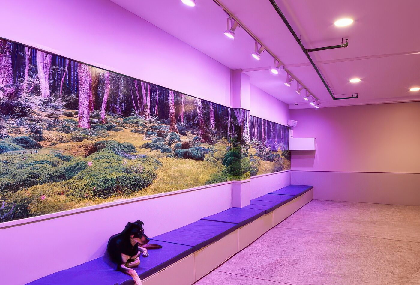 Small-dog room with a painted forest mural and purple benches