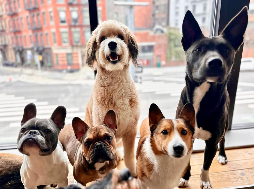 Happy dogs enjoying their time on the window sill