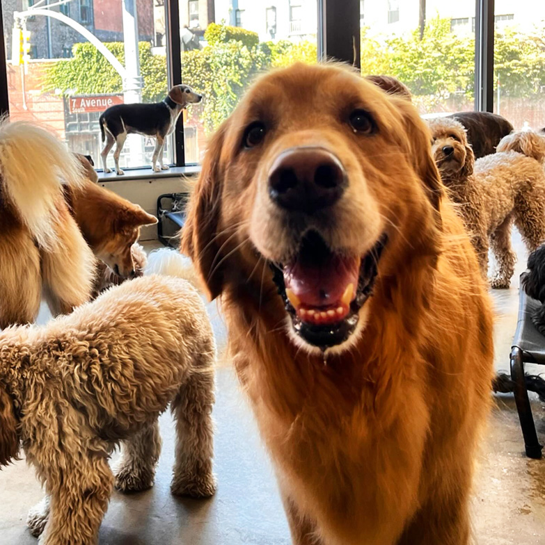 Many dogs inside a pet house, relaxing and playing together