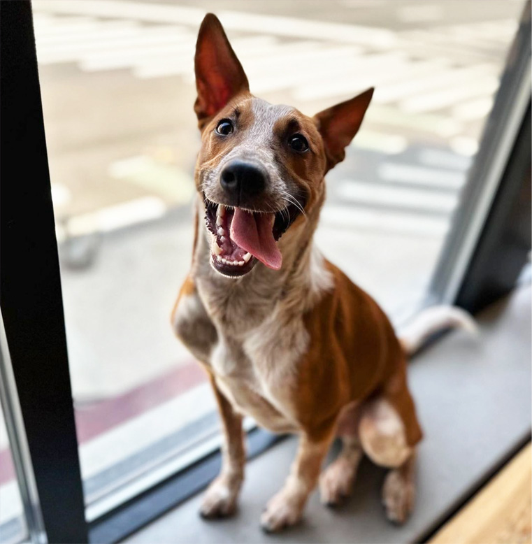 Dog happily looking outside, enjoying the view