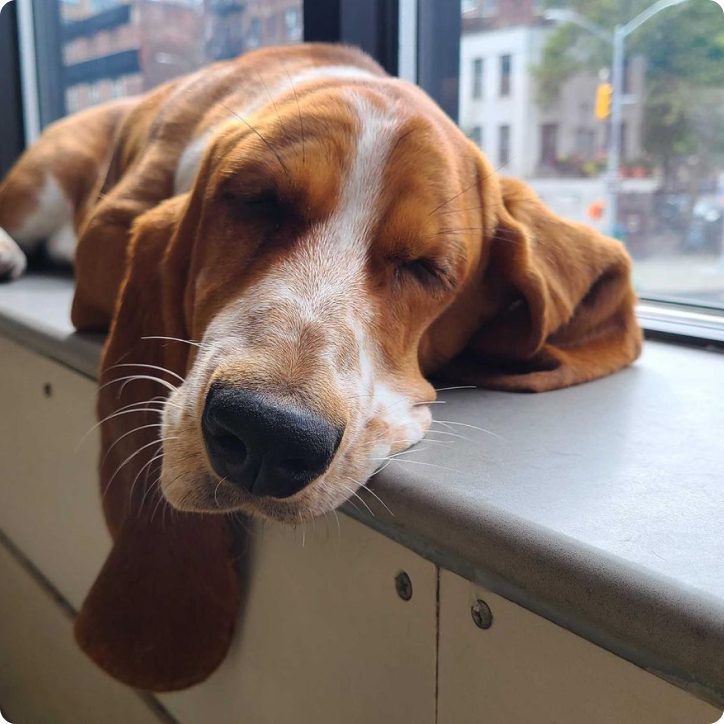 Basset Hound sleeping on the window ledge bench inside DOGMA's daycare
