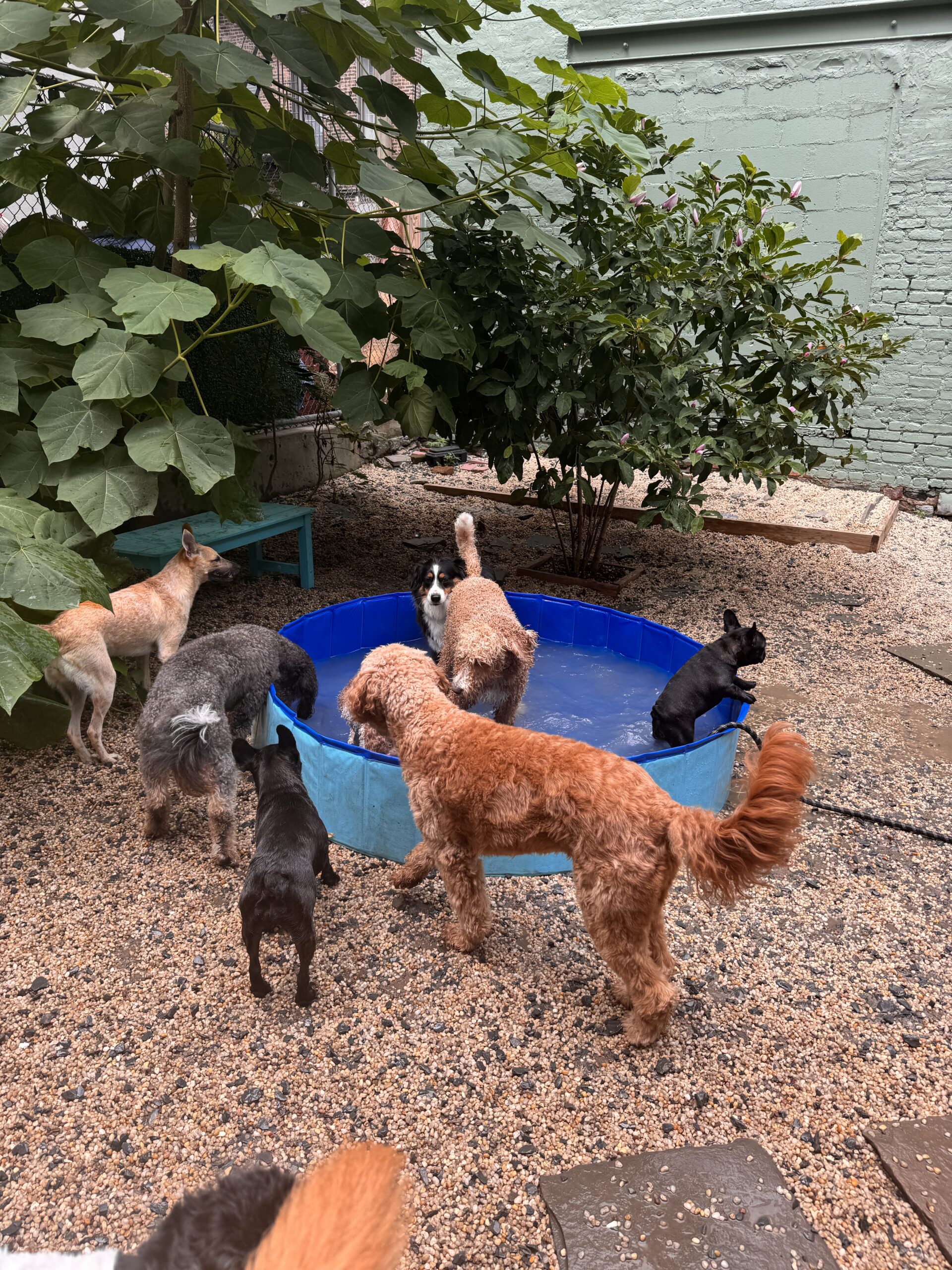 Dogs playing around a kiddie pool in the garden yard
