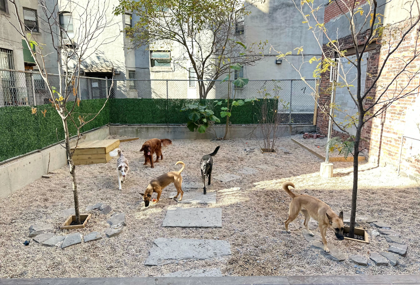 Garden yard with young trees and five dogs playing on gravel