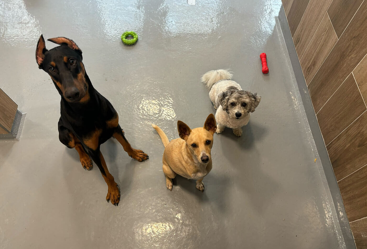 A Doberman, a Chihuahua mix and a mini poodle in the DOGMA spa room