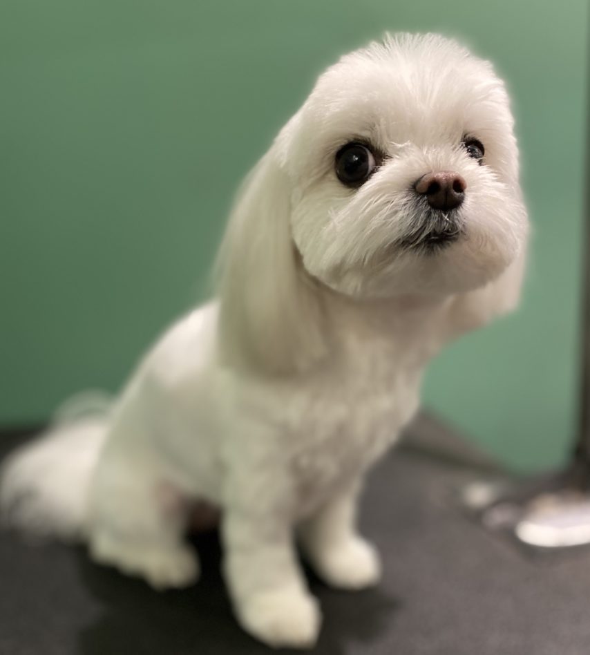 Freshly groomed white Maltese sitting on the grooming table