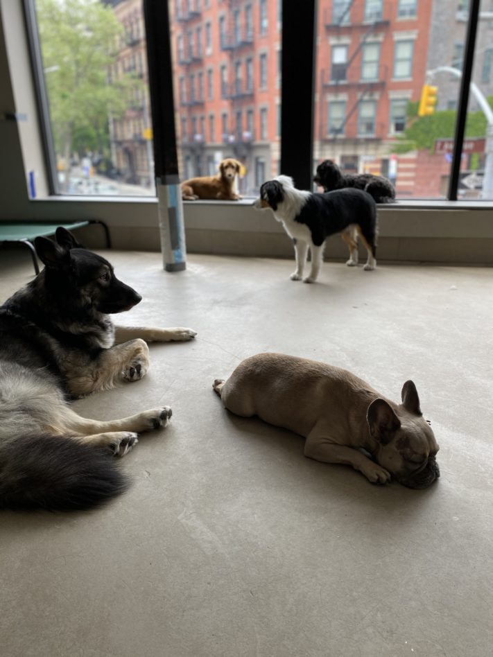 German Shepherd and French Bulldog resting on the floor by the daycare windows