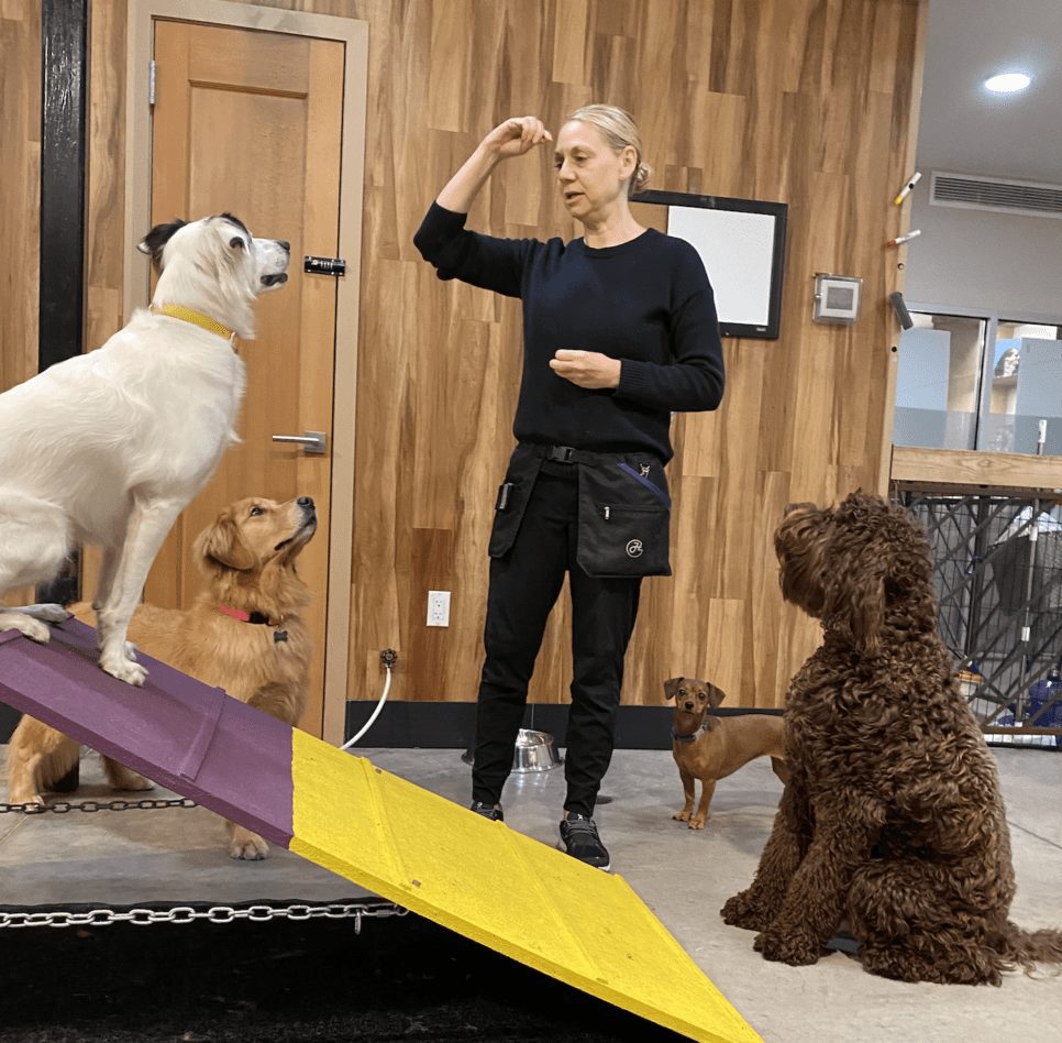 DOGMA trainer leading dogs over a training ramp indoors