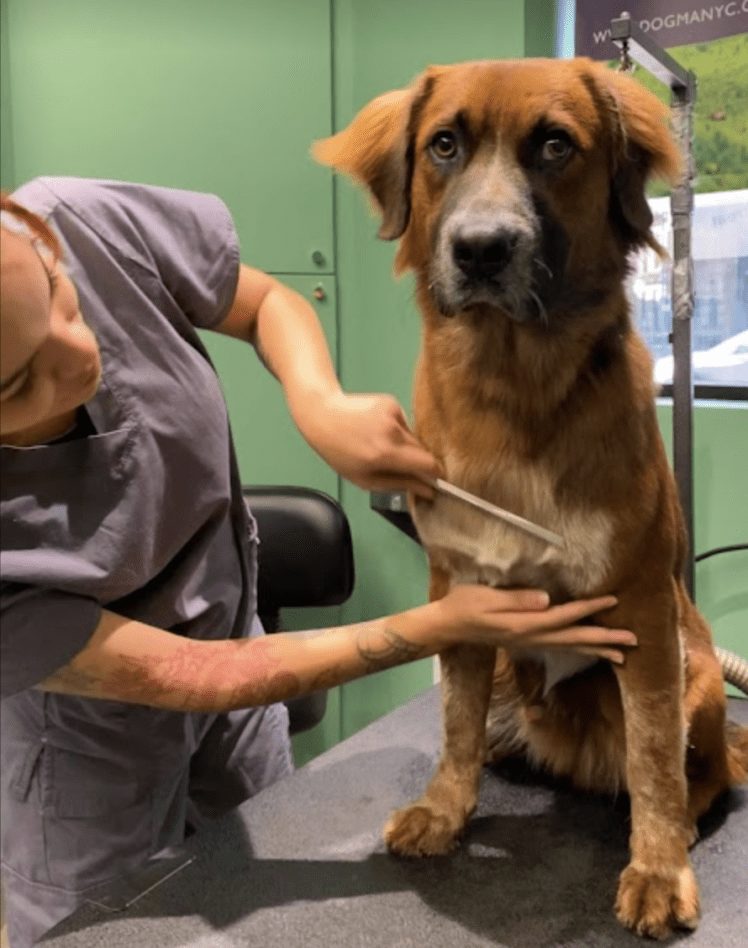 Groomer brushing a large brown dog on a grooming table inside the DOGMA spa