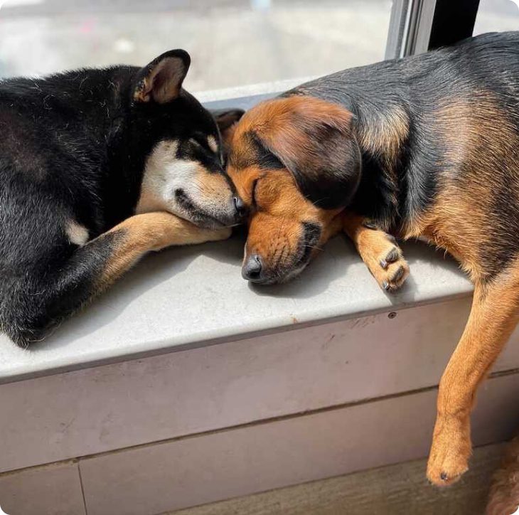 A Shiba Inu and a tan mixed-breed dog sleeping side by side on a window bench