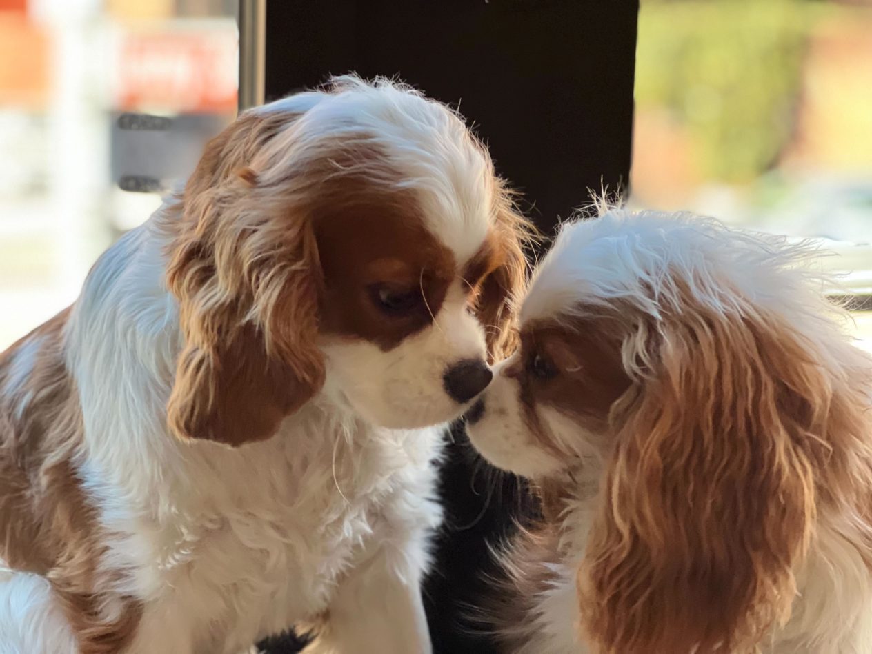 Two Cavalier King Charles Spaniels nose to nose by a window