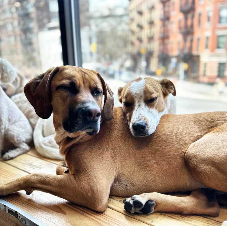 Dogs showing affection and caring for each other