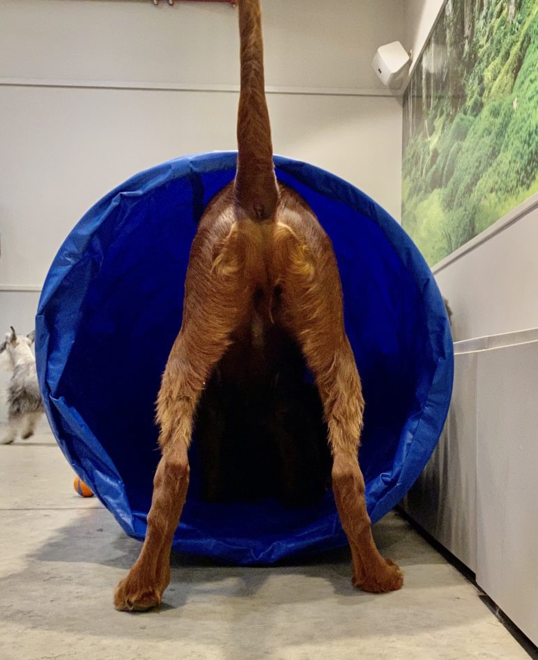 A dog heading into the blue agility tunnel in DOGMA's indoor play room
