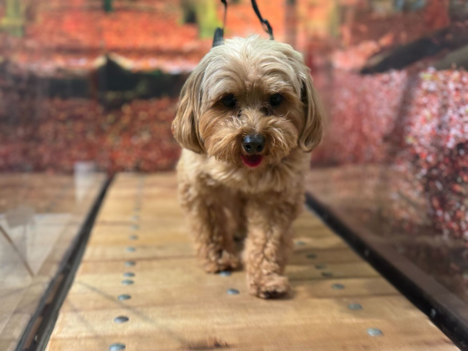 Small Yorkipoo walking toward the camera on a grooming ramp