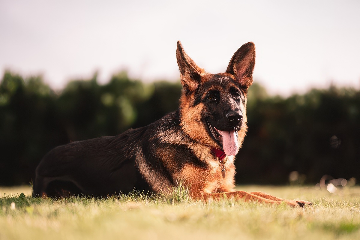 German Shepherd lying in the grass with tongue out
