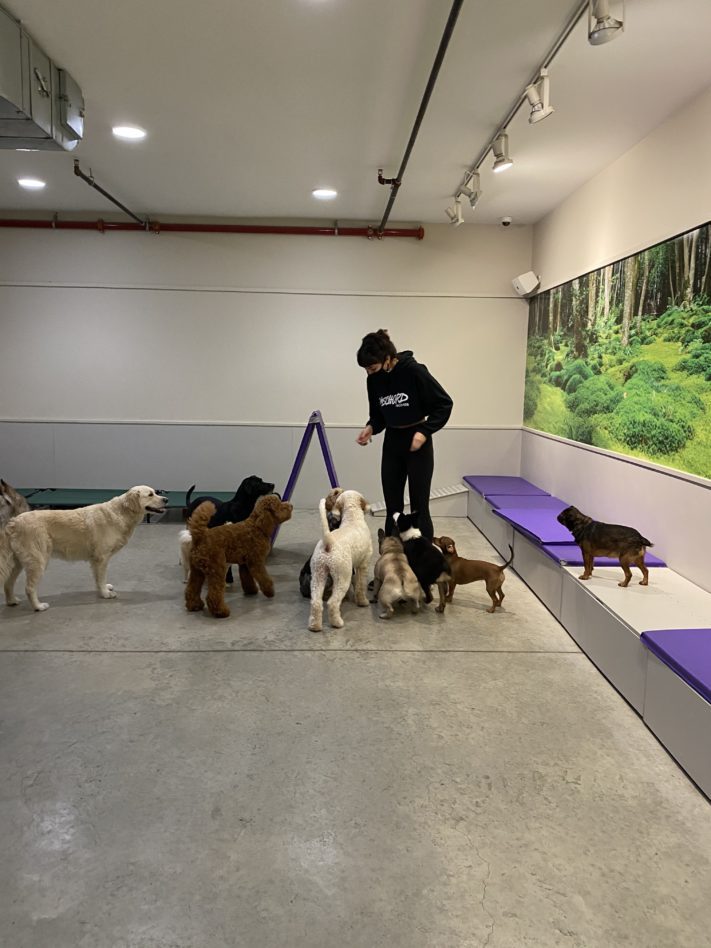 DOGMA staff member tending to dogs in the small-dog room