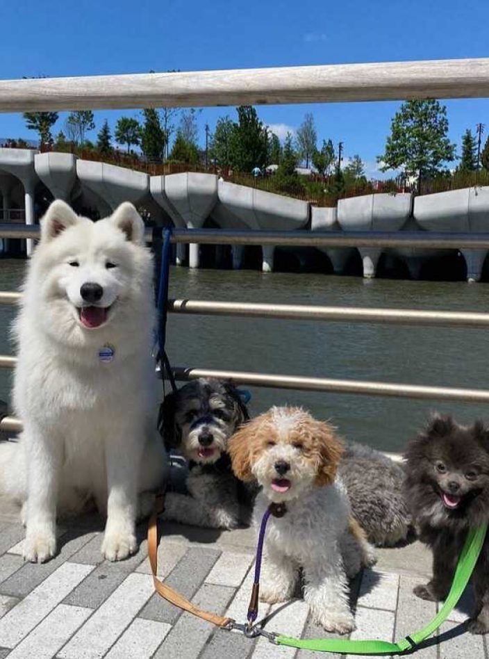 Four dogs on leashes sitting by the waterfront with the city skyline behind them