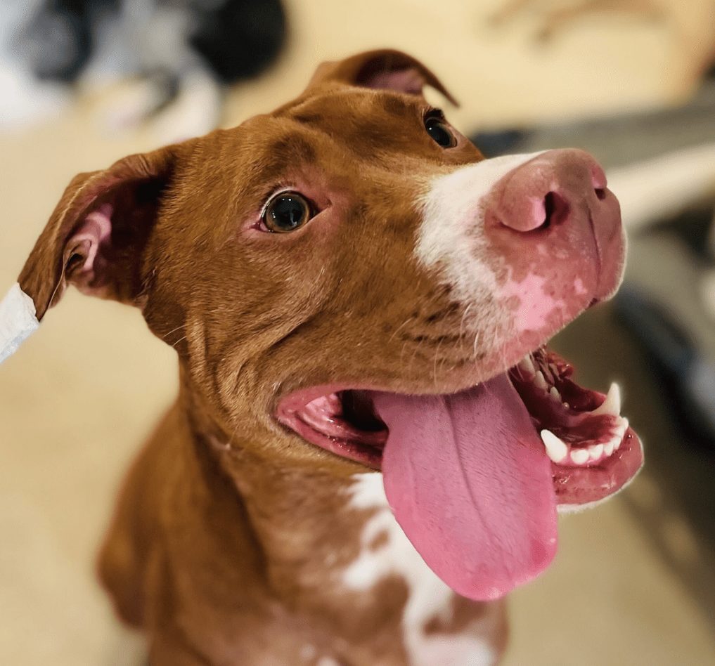 Close-up of a happy pit bull mix with its tongue out inside DOGMA