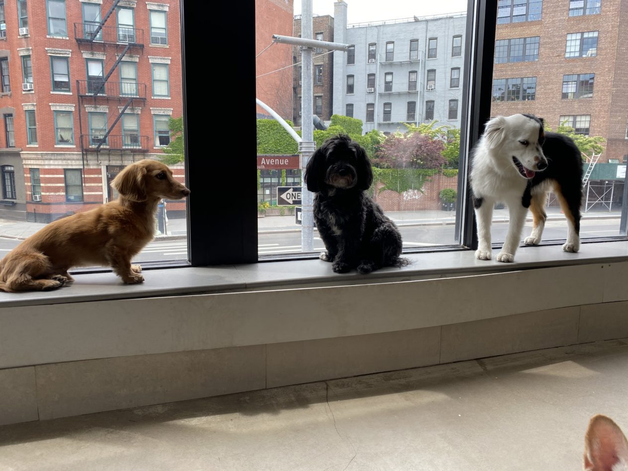 Three dogs on the window ledge inside DOGMA with the 7th Avenue South street view behind them
