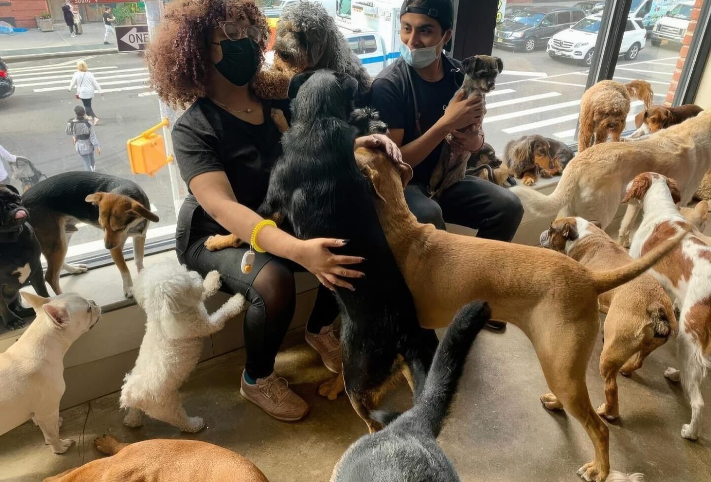 Two DOGMA staff members surrounded by a crowd of dogs by the facility window