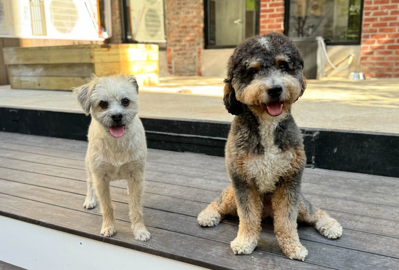 Dogs resting comfortably on the outdoor wooden deck