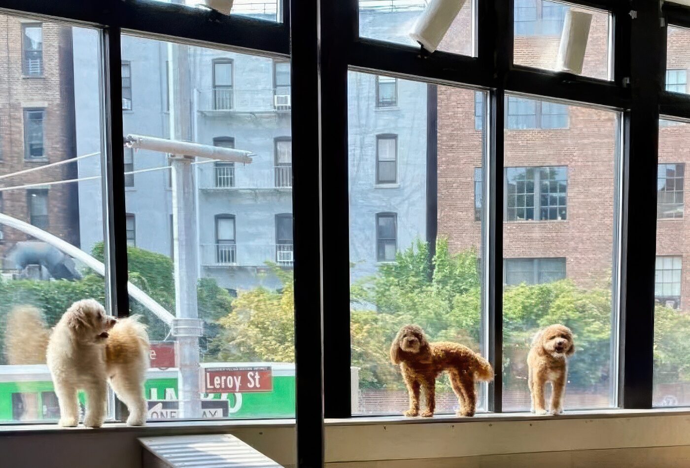 Three fluffy dogs on the window ledge watching Leroy St