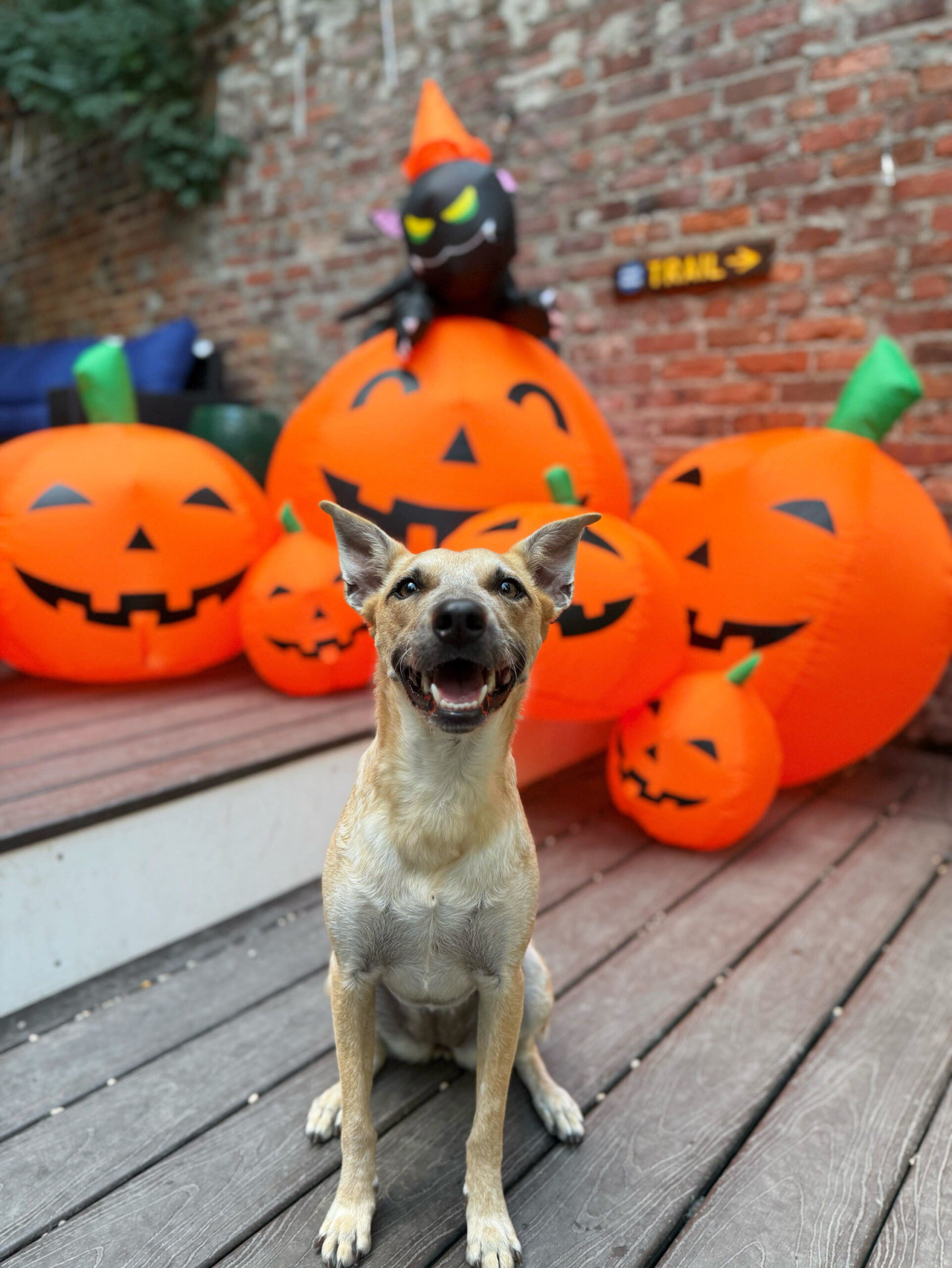 Dog sitting in front of Halloween pumpkins on the garden deck