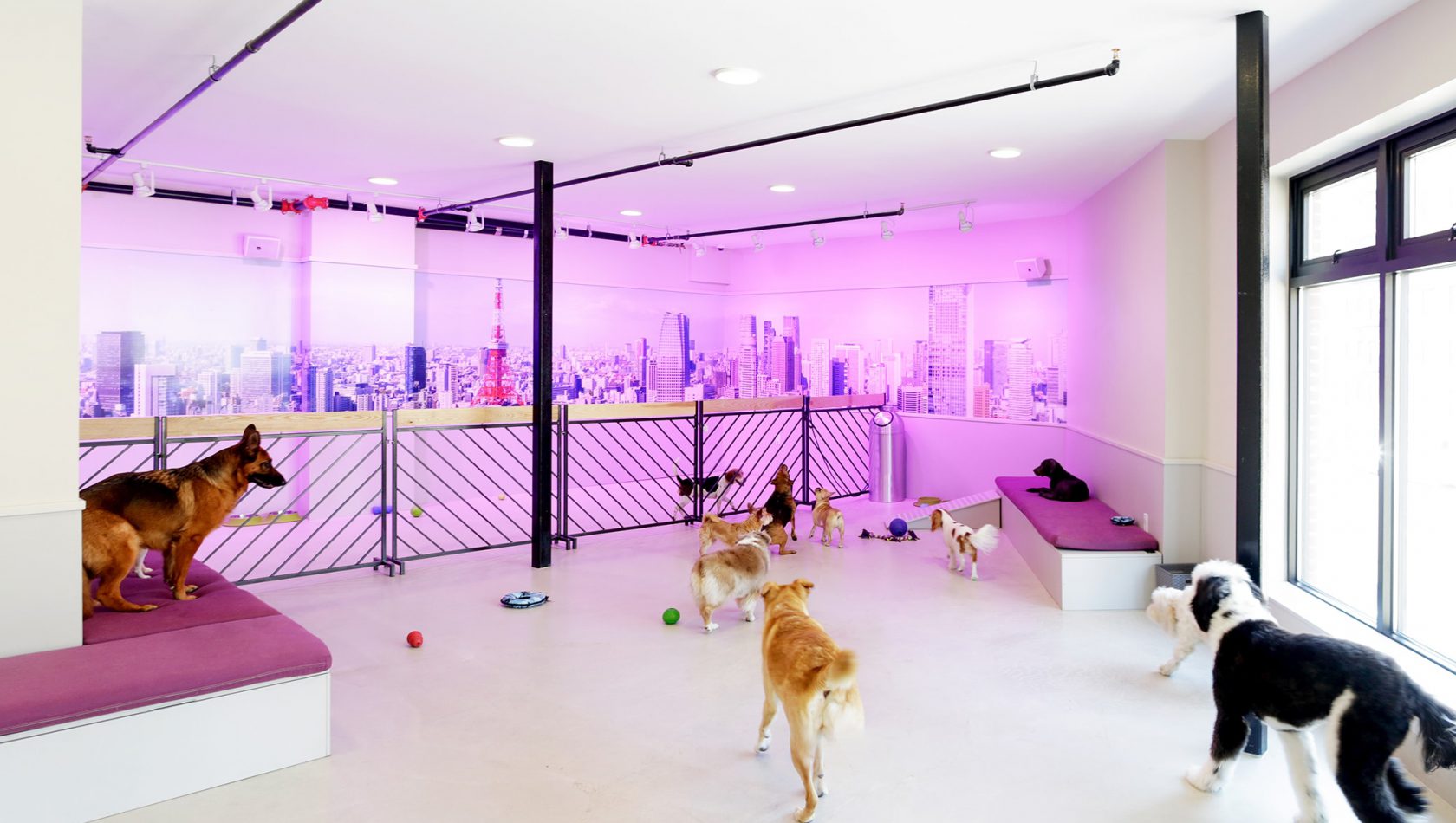 Dogs playing inside DOGMA's purple-lit daycare room with a painted city skyline on the wall