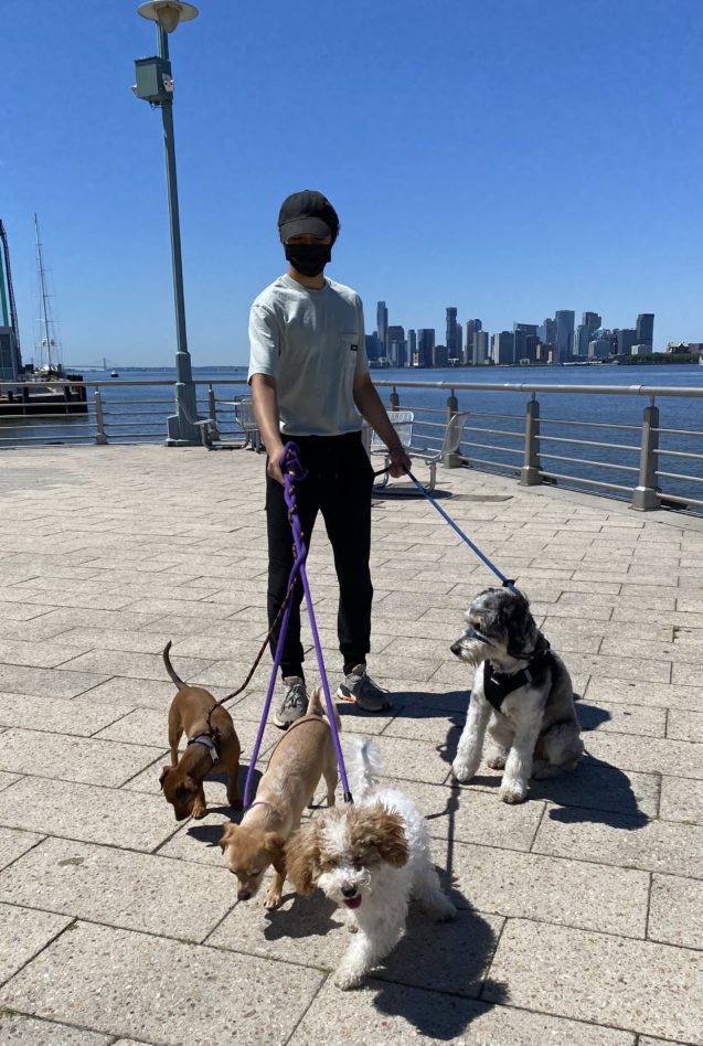 DOGMA dog walker leading four dogs along an NYC waterfront pier