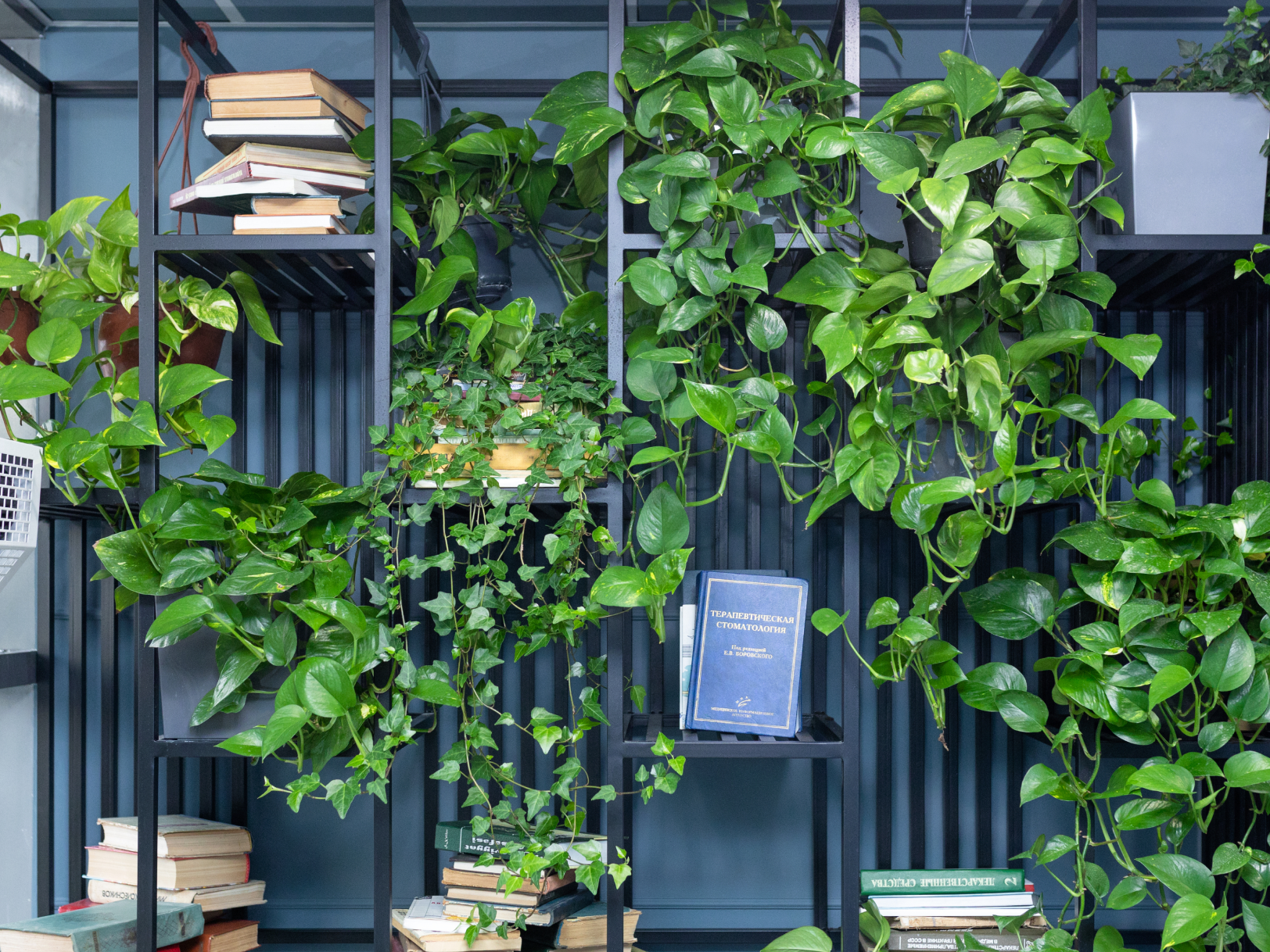 Dark metal shelving densely covered with trailing green pothos and ivy plants