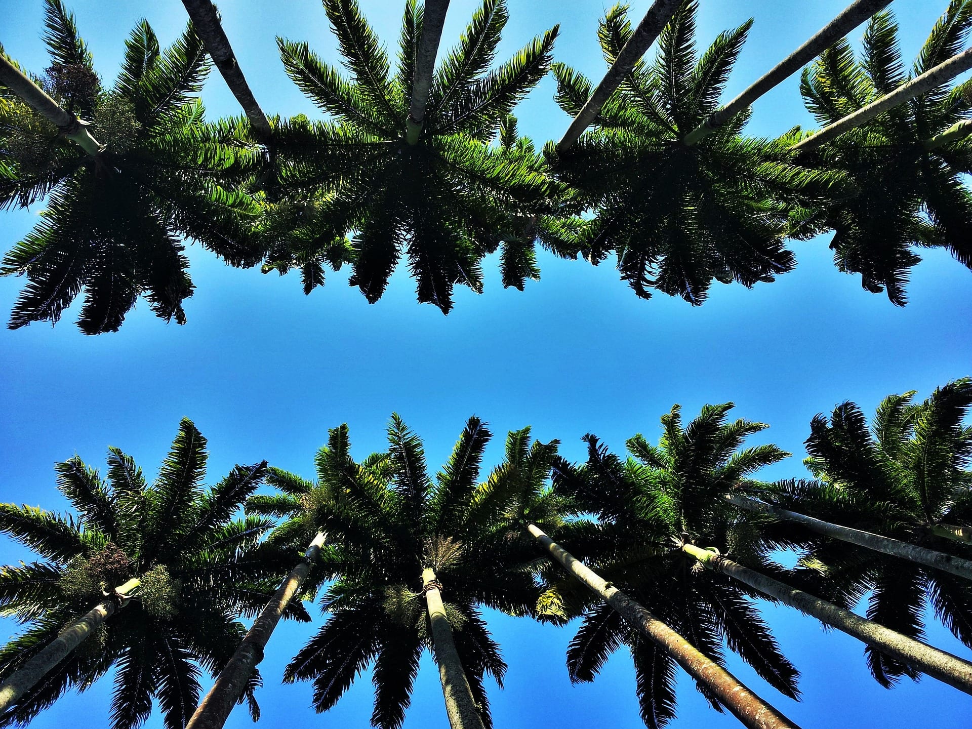 Looking up through a canopy of tall royal palm trees against a blue sky